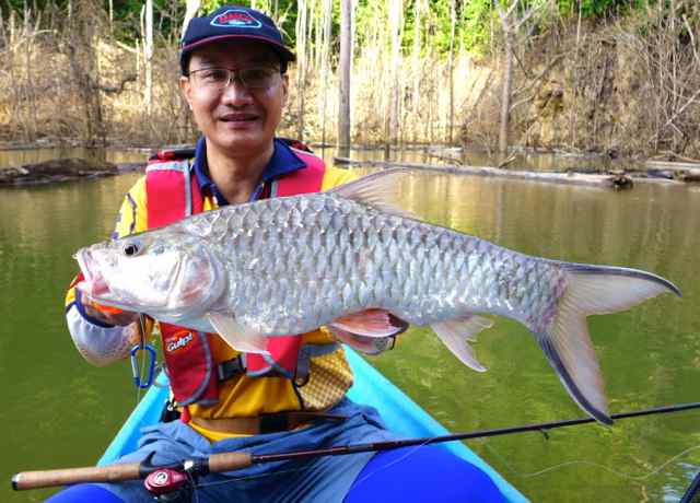 sebarau, hampala macrolepidota, kasoob